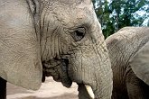 DSC03518   In South Africa : elephant, grey, memory, scotty robson photography, south africa, srp, thoughtful, trunk, tusk, wrinkled