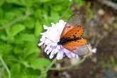 DSC03780   In South Africa : butterfly, close-up, flora, flower, macro, scotty robson photography, south africa, srp, wildlife