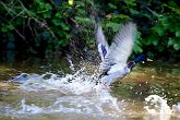 IMG_0306   On the canal in Audlem : animal, Audlem, bird, canal, Cheshire, duck, motion, nature, river, take off, water, wings