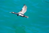 IMG_1226   In Akaroa : Akaroa, animal, animals, bird, duck, flight, fly, motion, movement, New Zealand, NZ, wings