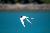 IMG_1234   In Akaroa : Akaroa, animal, animals, bird, flight, fly, motion, movement, New Zealand, NZ, seagull, wings