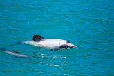 IMG_1257   In Akaroa : Akaroa, animal, animals, blowhole, dolphin, fin, hectors, movement, New Zealand, NZ, small, smallest, swim