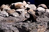 IMG_1290   In Akaroa : Akaroa, animal, animals, New Zealand, NZ, pose, rocks, sea life, seal