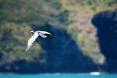 IMG_1293   In Akaroa : Akaroa, animal, animals, bird, duck, flight, fly, motion, movement, New Zealand, NZ