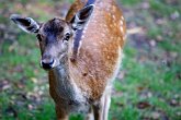 IMG_1296   @ Bentley Priory : animal, Bentley Priory, deer, ears, fur, nature, park, Stanmore