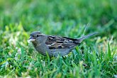 IMG_1338   In Akaroa : Akaroa, animal, animals, bird, chirp, feed, flight, fly, food, New Zealand, NZ, worm