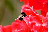 IMG_1387   In Dunedin : animal, animals, bee, Dunedin, flower, honey, New Zealand, NZ, pollen, red, rose