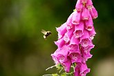 IMG_1398   In Dunedin : animal, animals, bee, Dunedin, flight, flower, fly, honey, New Zealand, NZ, pink, pollen