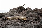 IMG_1443   In Dunedin : animal, animals, bird, chilling out, Dunedin, New Zealand, NZ, relax, sea life, seal, sleeping, stalk