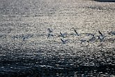 IMG_1494   In Queenstown : animal, animals, birds, flight, flying, lake, movement, New Zealand, NZ, Queenstown, seagulls