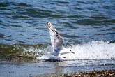 IMG_1527   Nr Milford Sound : animal, animals, bird, flight, landing, motion, movement, New Zealand, NZ, seagull, shore, wings