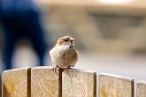 IMG_1802   In Queenstown : animal, animals, begging, bird, New Zealand, NZ, Queenstown, scavenger, small