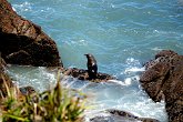 IMG_2301   In South Island, NZ : animal, animals, chilling, New Zealand, NZ, relaxing, rock, sea life, seals