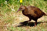 IMG_2311   In South Island, NZ : animal, animals, bird, brown, flightless, New Zealand, NZ, walking, weka