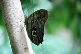 IMG_2472   @ Vancouver Aquarium : canada, moth, portfolio, scotty robson photography, srp, vancouver