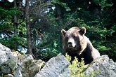 IMG_2665   On Grouse Mountain : bear, canada, grizzly, grouse mountain, kula, portfolio, scotty robson photography, srp, vancouver