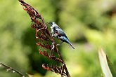 IMG_2755   In Rotorua : animal, animals, bird, black, feeding, flower, New Zealand, NZ, plant