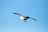 IMG_2806   In Rotorua : animal, animals, bird, flight, fly, motion, movement, New Zealand, NZ, seagull, wings