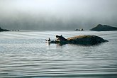 IMG_3262   In Tofino, Vancouver Island : chill, foggy, misty, morning, portfolio, relax, scotty robson photography, seals, srp, tofino, wildlife