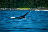 IMG_3291   In Tofino, Vancouver Island : breach, canada, hump back, portfolio, scotty robson photography, srp, surface, tail, tofino, vancouver island, wave, whale