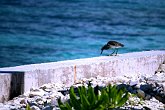 IMG_5131   In the Maldives : bird, island, maldives, portfolio, scotty robson photography, sea, srp, wall, wildlife