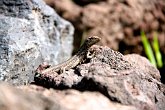 IMG_5801   In Tenerife : lizard, portfolio, scotty robson photography, srp, tenerife, wildlife