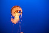 Jellyfish   @ Vancouver Aquarium : animals, aquarium, canada, creatures, family, holiday, nature, ocean, sea life, vancouver