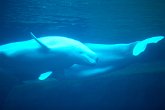 Beluga whales   @ Vancouver Aquarium : animals, aquarium, canada, creatures, family, holiday, nature, ocean, sea life, vancouver