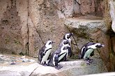 Curious penguins   @ Vancouver Aquarium : animals, aquarium, canada, creatures, family, holiday, nature, ocean, sea life, vancouver