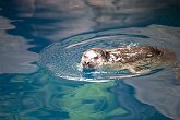 Peaking sea otter   @ Vancouver Aquarium : animals, aquarium, canada, creatures, family, holiday, nature, ocean, sea life, vancouver