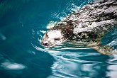 Cute sea otter   @ Vancouver Aquarium : animals, aquarium, canada, creatures, family, holiday, nature, ocean, sea life, vancouver