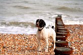 IMG_6380   In Eastbourne : beach, dog, fred, landscape, obedient, pet, scotty robson photography, seaside, srp