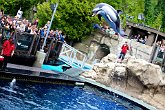 Jumping dolphin   @ Vancouver Aquarium : animals, aquarium, canada, creatures, family, holiday, nature, ocean, sea life, vancouver