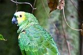 Parrot   @ Vancouver Aquarium : animals, aquarium, canada, creatures, family, holiday, nature, ocean, sea life, vancouver