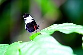 Butterfly   @ Vancouver Aquarium : animals, aquarium, canada, creatures, family, holiday, nature, ocean, sea life, vancouver