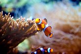 Nemo!   @ Vancouver Aquarium : animals, aquarium, canada, creatures, family, holiday, nature, ocean, sea life, vancouver