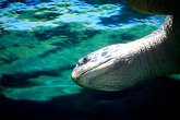 Turtles head   @ Vancouver Aquarium : animals, aquarium, canada, creatures, family, holiday, nature, ocean, sea life, vancouver