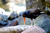 Birdie   @ Seattle Aquarium : animals, aquarium, creatures, family, holiday, nature, ocean, sea life, seattle, usa