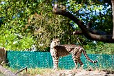 Spots   @ Seattle Zoo : animals, creatures, holiday, nature, seattle, usa, wildlife, zoo