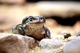 Ribbit!   @ Seattle Zoo : animals, creatures, holiday, nature, seattle, usa, wildlife, zoo