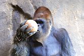 Gorilla   @ Seattle Zoo : animals, creatures, holiday, nature, seattle, usa, wildlife, zoo