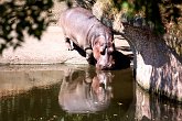 Hippo pool   @ Seattle Zoo : animals, creatures, holiday, nature, seattle, usa, wildlife, zoo