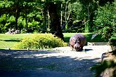 Hippo grazing   @ Seattle Zoo : animals, creatures, holiday, nature, seattle, usa, wildlife, zoo