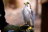 Kestrel   @ Capilano Suspension Bridge : canada, capilano suspension bridge, cliffs, holiday, trees, vancouver