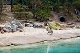 Penguin (Humboldt)   London Zoo