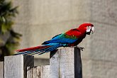 Scarlet Macaw   London Zoo