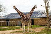 Two giraffes or a new species?   London Zoo