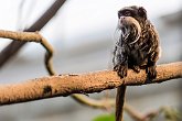 Emperor Tamarin   London Zoo