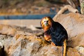 Red Titi Monkey   London Zoo