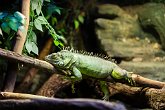 Green Iguana   London Zoo